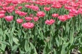 Pink tulips vertical background, vertical banner. Colorful rose tulips in the flower garden, arboretum. Flower bed in spring park