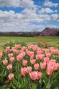 Pink Tulips Washington DC Arlington Ridge Park Vertical Royalty Free Stock Photo