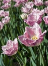 Pink tulips Royalty Free Stock Photo