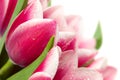 Pink tulips with water drops on white background Royalty Free Stock Photo