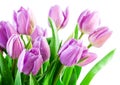 Pink tulips with water drops