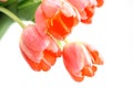 Pink Tulips White Background Royalty Free Stock Photo