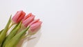 Pink tulips on white background