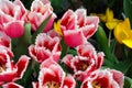 Pink tulips with a white edging and a small fringe on the edges close-up. Royalty Free Stock Photo