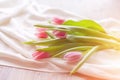 Pink tulips on white fabric, lit by the rays of the setting sun