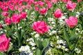 Pink tulips and white flowers Royalty Free Stock Photo
