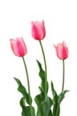 Tři růžový tulipány na bílém 