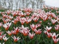 Pink tulips