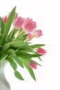 Pink tulips in a white vase