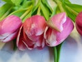 Pink tulips with white veins Green stems and leaves Close-up flowering