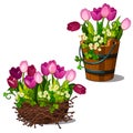 Pink tulips in wooden bucket and nest