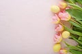 Pink tulips and yellow Easter eggs on pink background Royalty Free Stock Photo