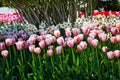 Pink TulipsFlowers Skagit Washington