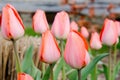 Pink Tullips in Delaware