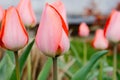 Pink Tullips in Delaware