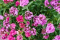 Pink Turkish carnation flowers in the garden Royalty Free Stock Photo