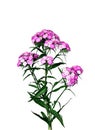 Pink turkish carnation flowers isolated Royalty Free Stock Photo