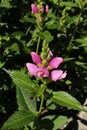`Pink Turtlehead` flower - Chelone Obliqua