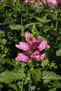`Pink Turtlehead` flower - Chelone Obliqua