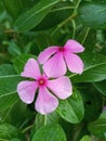 pink twin flowers among green leaves