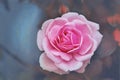 Pink twin roses growing against soft vintage color background Royalty Free Stock Photo