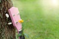 Pink ukulele on green grass sunset background. Royalty Free Stock Photo