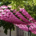 Pink umbrella artin Saumur, Maine et Loire, France