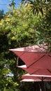 Pink umbrellas at a sidewalk restaurant