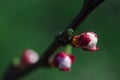 Pink undissolved light of a young apricot in the spring garden Royalty Free Stock Photo