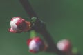 Pink undissolved light of a young apricot in the spring garden Royalty Free Stock Photo