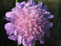 Pink universe in a flower devils bite scabious