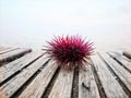 Pink sea urchin