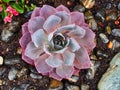 Pink {urple Succulent in Rocky Home Garden in Rain