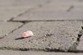 Pink used chewing gum spit out on the pavement