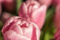 Tulips from holland - Valentine tulips Royalty Free Stock Photo