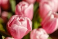 Tulips from holland - Valentine tulips