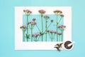 Pink Valerian Herb Flower Root Background Border