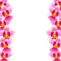 Pink Vanda Miss Joaquim Orchid Border isolated on White Background. Vector Illustration. Singapore National Flower