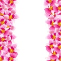 Pink Vanda Miss Joaquim Orchid Border. Singapore National Flower. Vector Illustration