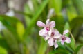 Pink vanda orchid blooming in the garden. Royalty Free Stock Photo