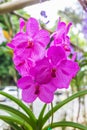 Pink vanda orchids Royalty Free Stock Photo