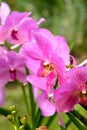Pink Vanda orchids on green Royalty Free Stock Photo