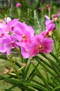 Pink Vanda orchids on green Royalty Free Stock Photo