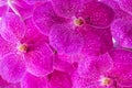 Pink vanda orchids pattern Royalty Free Stock Photo