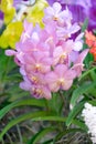 Pink vanda Orchids of Thailand Royalty Free Stock Photo