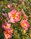 Pink variation Flowers, name Potentilla fruticosa.