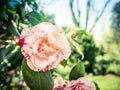 Pink Variegated Flower Royalty Free Stock Photo