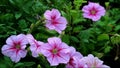 Pink Variegated Petunias Blooming in the Field