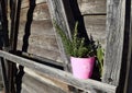 Pink vase with rosemary and sage