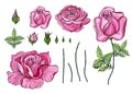 Pink vector roses and green leave elements set isolated on the white background Royalty Free Stock Photo